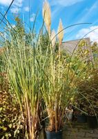 Pampasgras, Cortaderia Niedersachsen - Großefehn Vorschau