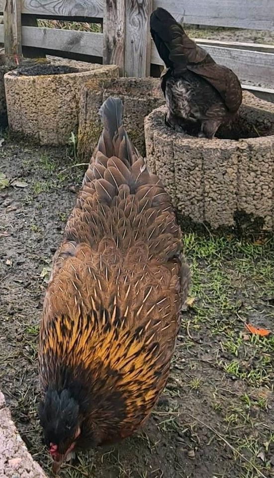 (Br) Eier von 3 süßen gemischten Hühner Gruppen (Strupphuhn) in Mülheim (Ruhr)