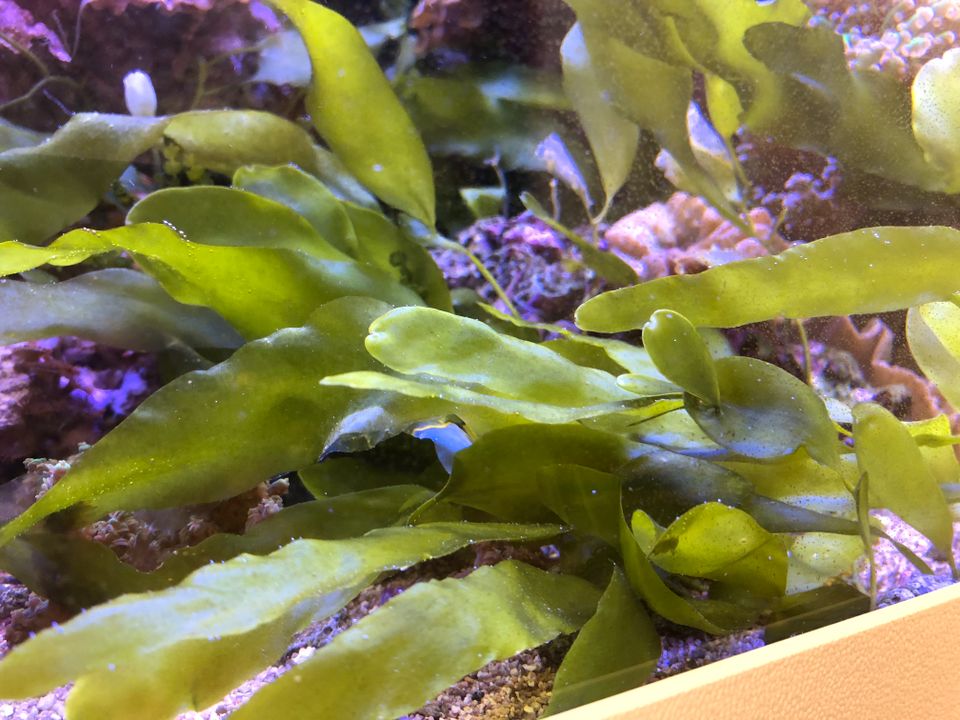 Caulerpa prolifera Kriechsprossalge, Meerwasseraquarium; in Oranienburg