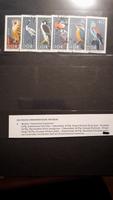 Briefmarken DDR "geschütze Vogelarten" Hessen - Bad Endbach Vorschau