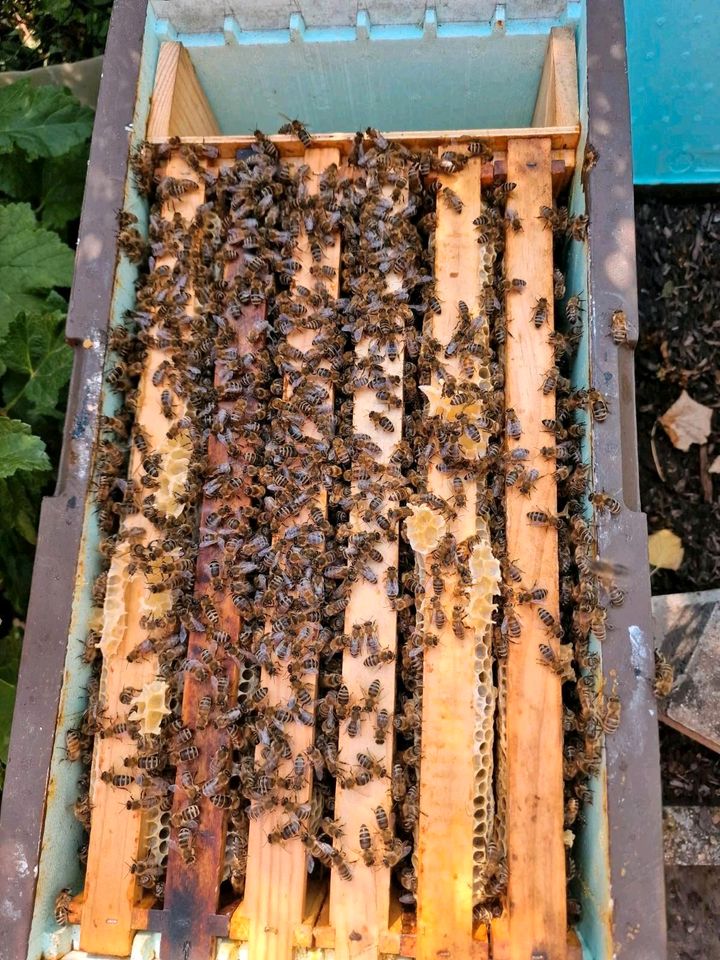 Bienen Ableger DNM in Darmstadt