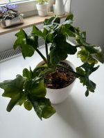 Philodendron Atom Pflanze Hessen - Wetzlar Vorschau