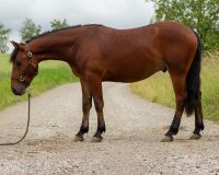 Liebenswerter Quarter Mix Wallach sucht Traumzuhause Kleines Wiesental - Wieslet Vorschau