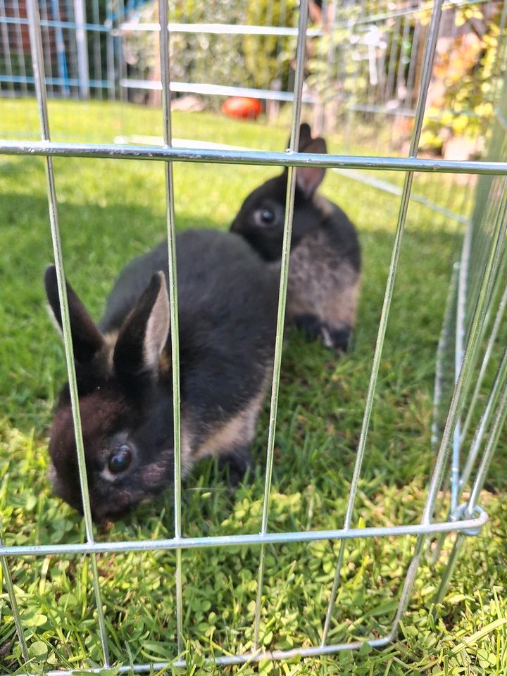 2 süsse Kaninchen in Wiefelstede