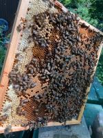 1,5 DNM Bienenvölker mit Königin 2024 Nordrhein-Westfalen - Mönchengladbach Vorschau