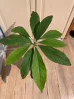 Avocadopflanze Pankow - Französisch Buchholz Vorschau
