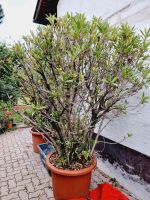 50 Jahre alter großer Oleander variegata XXL 240cm hoch Ubstadt-Weiher - OT Weiher Vorschau