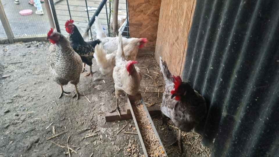 Hühner zu verkaufen in Remscheid