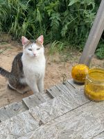 Vermissen unsere Katze Niedersachsen - Bad Bevensen Vorschau