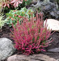 10x Besenheide Dark Beauty - Calluna vulgaris Niedersachsen - Bad Zwischenahn Vorschau