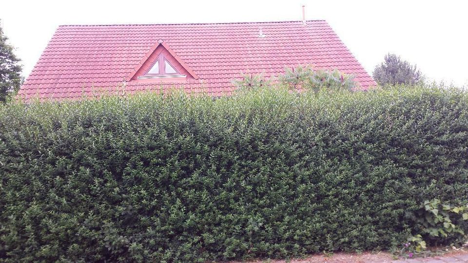 Fenster Reinigung , Gartenarbeiten usw. in Leipzig