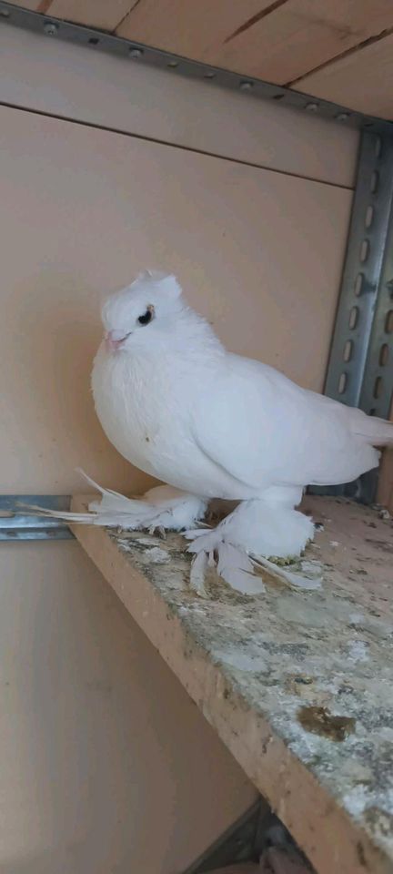 Uzbekische Tauben in Zweibrücken