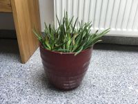 Aloe Vera Groß viele Ableger inkl. Blumentopf Übertopf Keramik Dortmund - Hörde Vorschau