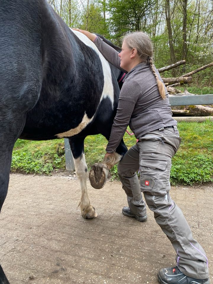Osteopathie für Pferde/Ponys in Halver