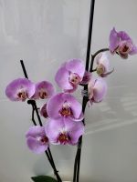 Wunderschöne Orchidee Phalaenopsis Nordrhein-Westfalen - Gladbeck Vorschau