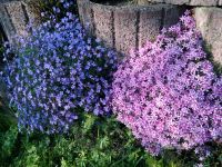 Polsterphlox, Pflanzen Sachsen-Anhalt - Naumburg (Saale) Vorschau