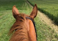 SUCHE: Reitbeteiligung Reiter sucht Pferd Nordrhein-Westfalen - Siegen Vorschau