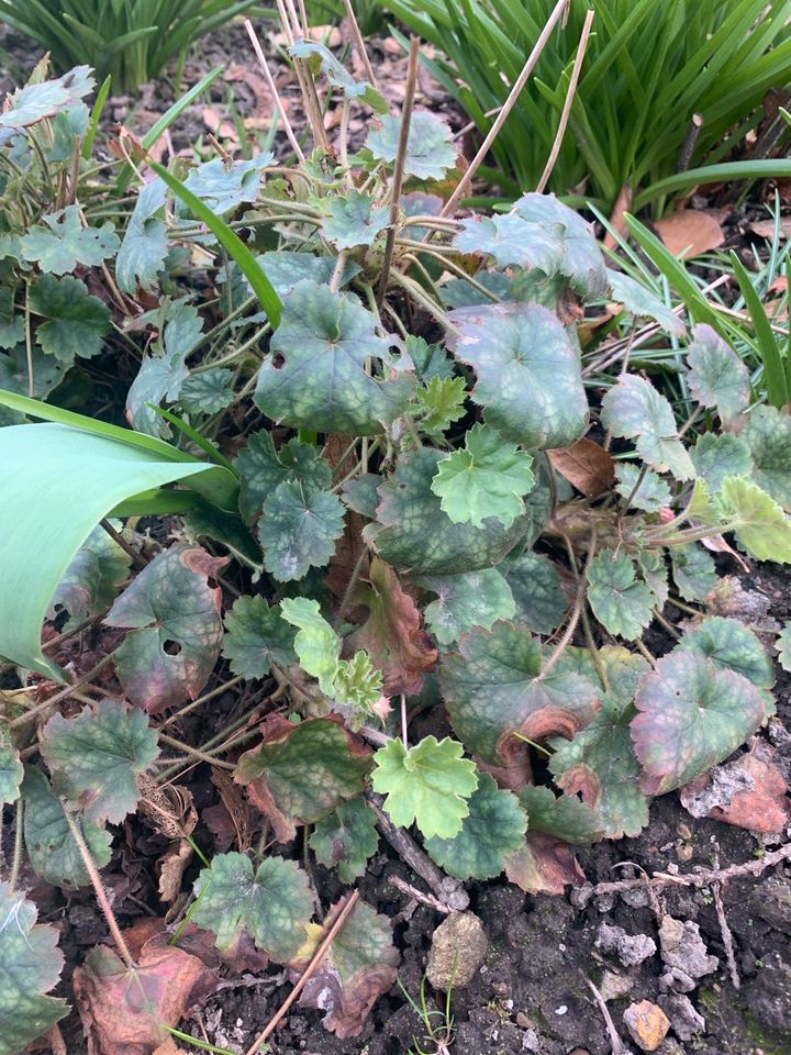 Purpurglöckchen, Heuchera, große Teilstücke in Preußisch Oldendorf