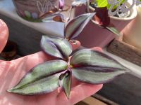 Tradescantia zebrina Silver Sillizian Zebraampelkraut Silber Grün Mecklenburg-Vorpommern - Rubenow (bei Wolgast) Vorschau