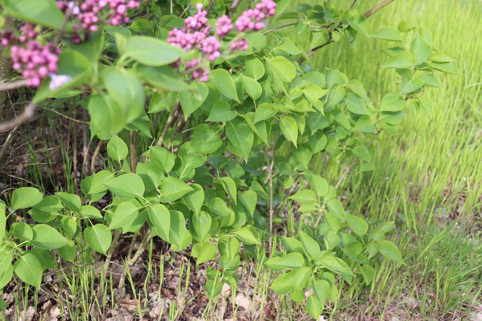 Flieder rosa Blüten lila violette Knospen ab 40 cm Strauch Baum in Beetzendorf