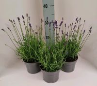 Lavendel Hidcote 2,50 Euro pro Topf/Jungpflanze Winterhart Nordrhein-Westfalen - Grefrath Vorschau