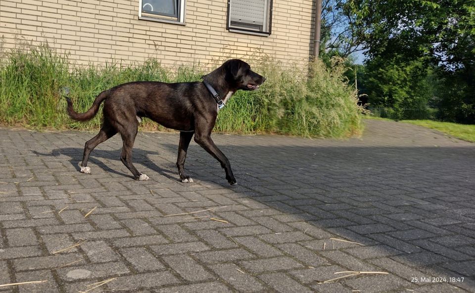 HENRY ❤️ Junger schwarzer lieber Rüde, freundlicher Gefährte in Alpen