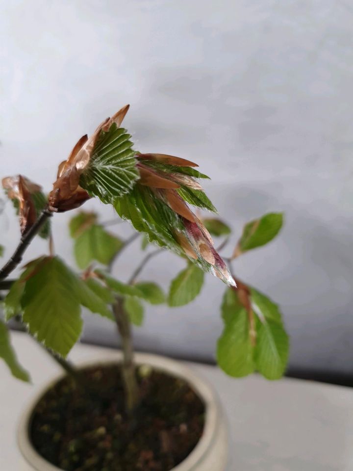 Pre Bonsai Rotbuche Fagus sylvatica bestehend aus 2 Bäumchen in Lünen