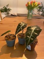 Alocasia Polly /Amazonica Hessen - Neu-Isenburg Vorschau