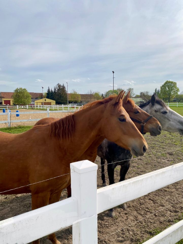 Quarter Horse, wunderschöne Ausnahmestute direkt vom Züchter in Gladigau