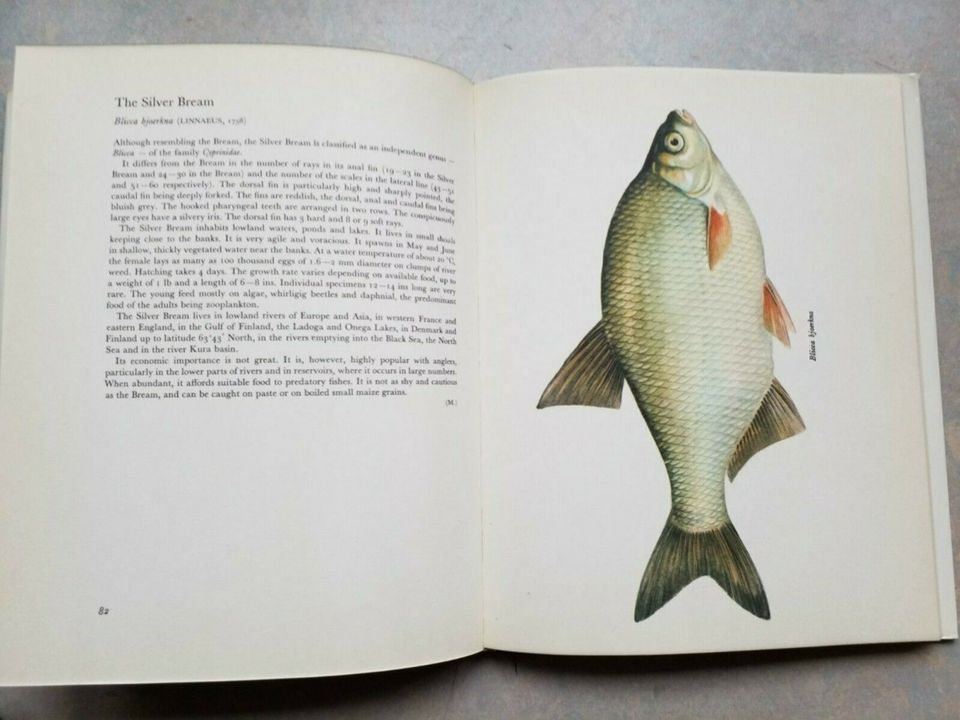 Buch Süsswasserfische Holcik / Maly Angeln Fische Geschenk in Berlin