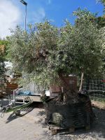 Olea europaea, Olivenbaum Nordrhein-Westfalen - Euskirchen Vorschau