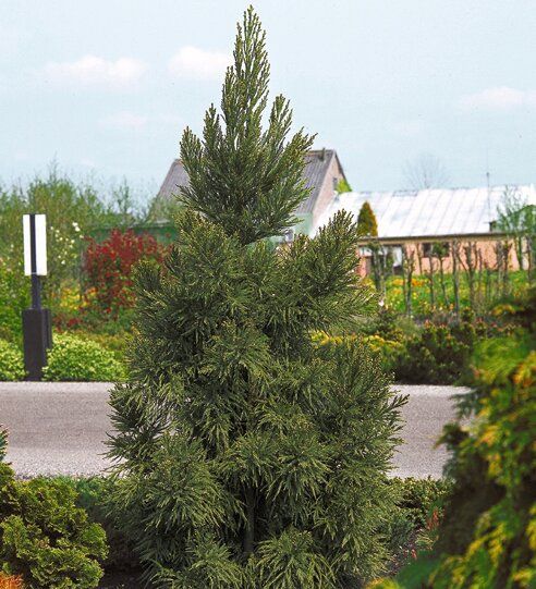 Mammutbaum Sequoiadendron giganteum 'Glaucum' in Simmerath