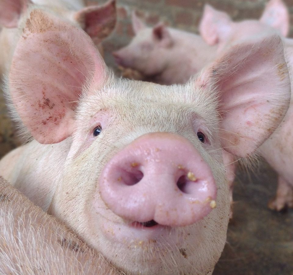 Helfer Tierwirt Tierpfleger Landwirt Ferkelaufzucht Gutes Gehalt in Klanxbüll