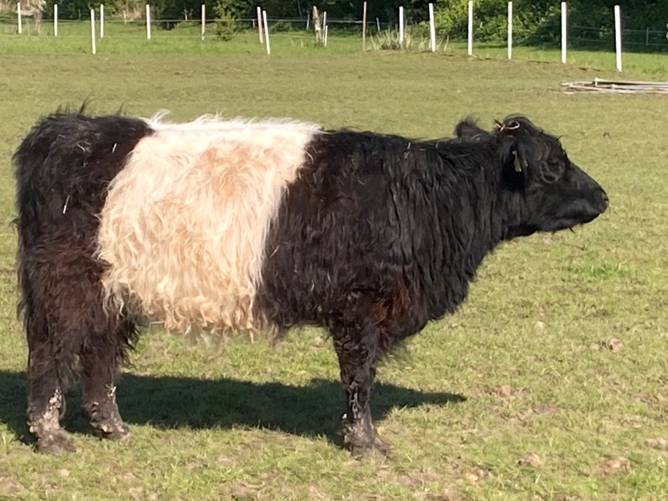 Tolle Belted Galloway Mix Kuh, tragend in Venningen
