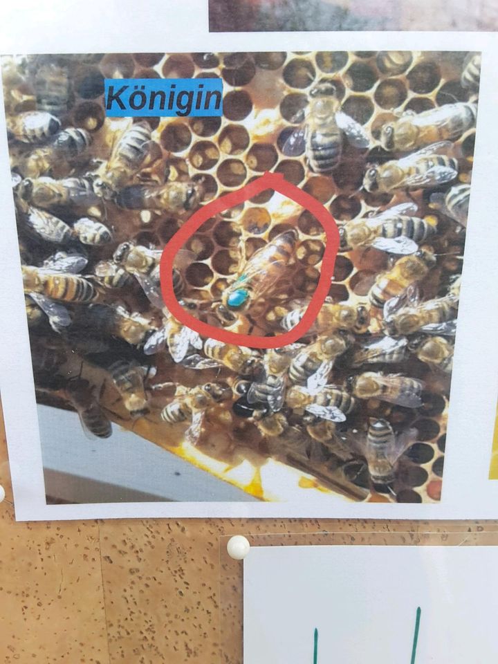 Honigbienen Ableger in Mainz