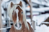 Pferde für Reitpädagogik Kr. München - Sauerlach Vorschau