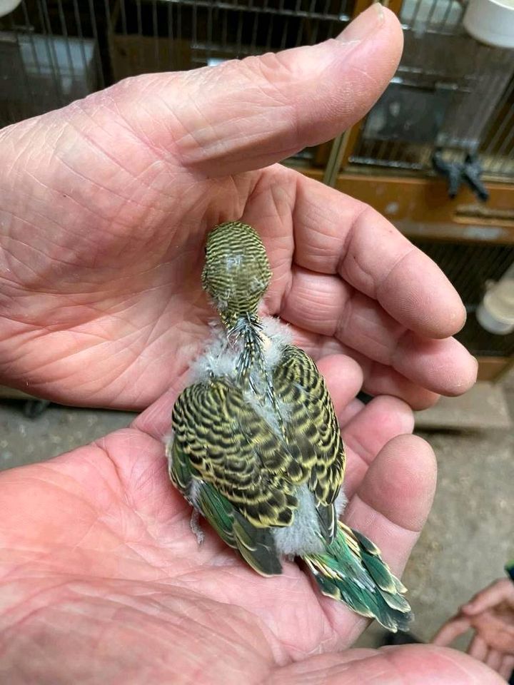 Handzahme nestjunge Wellensittiche von Vogelzuchtamgruenensee in Ratingen