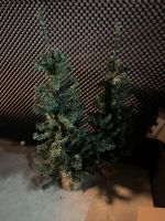 2x Tannenbaum Weihnachtsbaum Nordrhein-Westfalen - Kerpen Vorschau