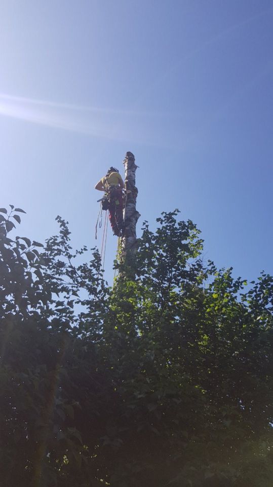 Baumfällung/ Sturmschäden/ Problembaumfällung in München