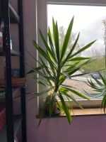 Pflanze Palmlilie München - Au-Haidhausen Vorschau