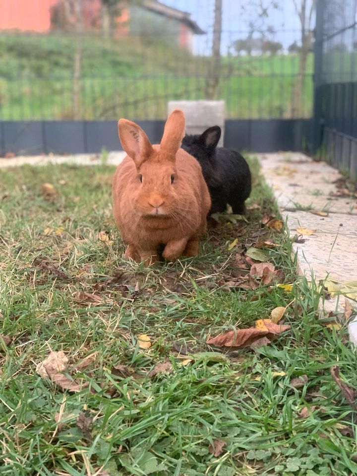 Kaninchen suchen ein zu Hause in Niederstetten