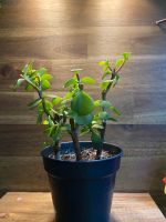 Zimmerpflanze | Bonsai | Portulacaria Afra | Dortmund - Hörde Vorschau