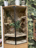 Terrarium selbst gebaut Leipzig - Liebertwolkwitz Vorschau