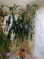 Dracaena/ Drachenbaum/ Zimmerpflanze / Palme Bayern - Bayreuth Vorschau