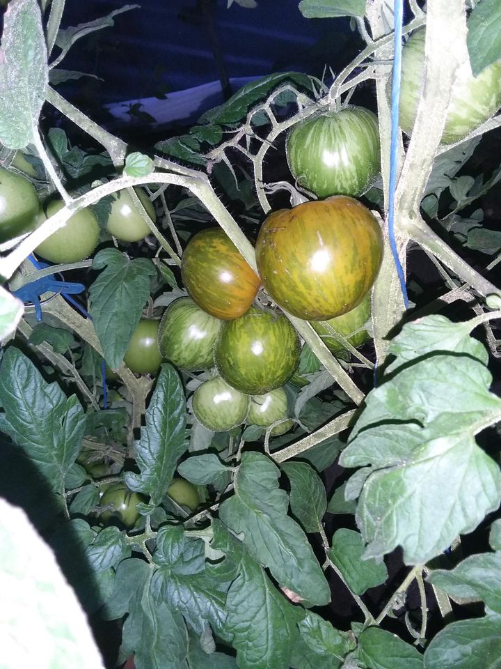 Tomatenpflanzen ! Fleischtomaten siehe auch Bilder  usw ... in Uplengen