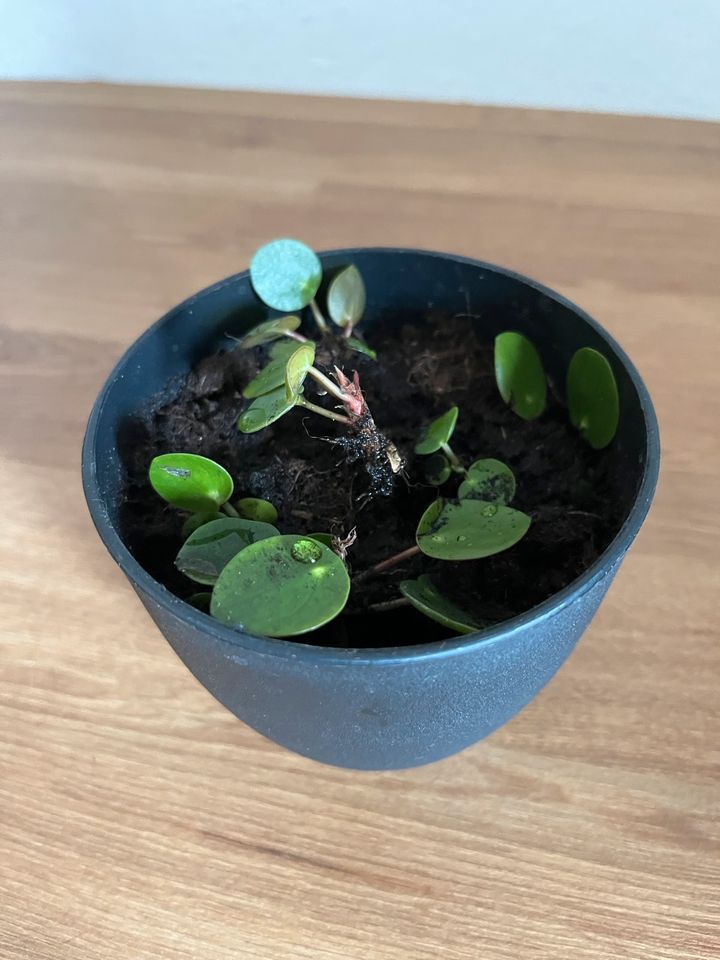 Pilea peperomioides Ableger in Hannover