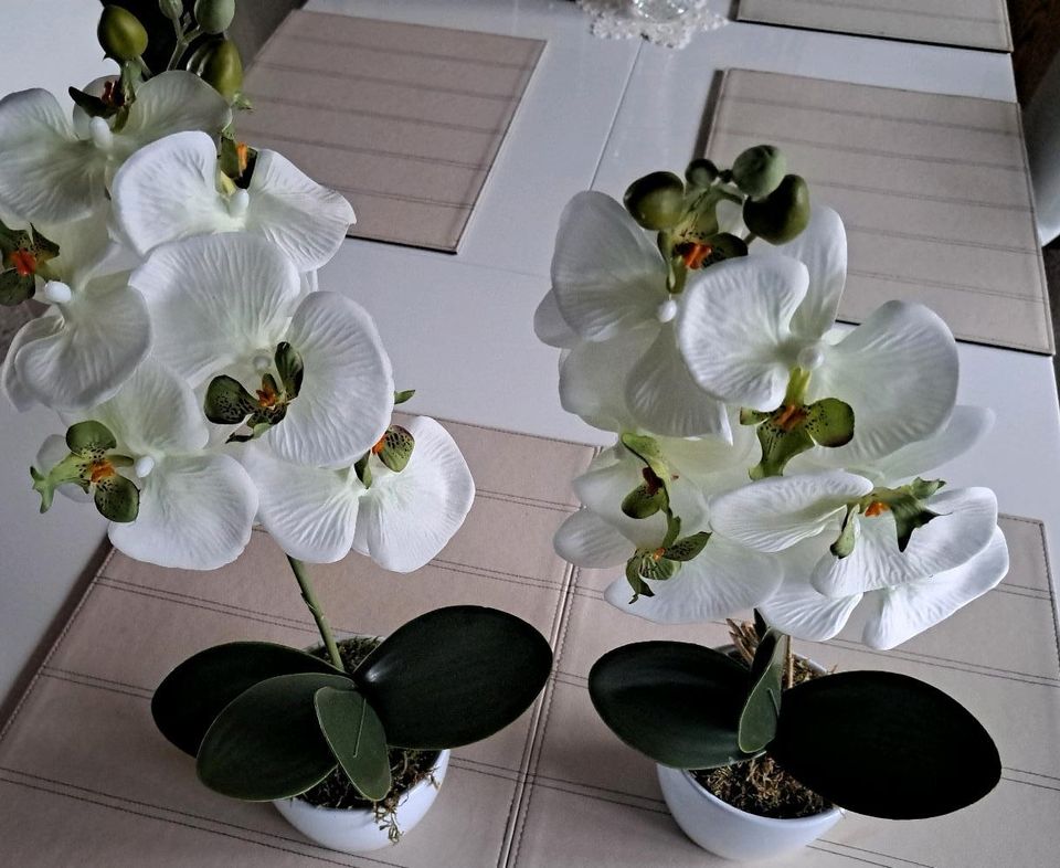 Orchiedee/ künstliche in Deggendorf