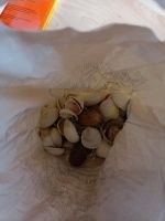 Muscheln Deko Bayern - Falkenberg Oberpf Vorschau