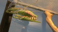 Sphodromantis Lineola/ Mantiden/ Gottesanbeterin Nordrhein-Westfalen - Hamm Vorschau