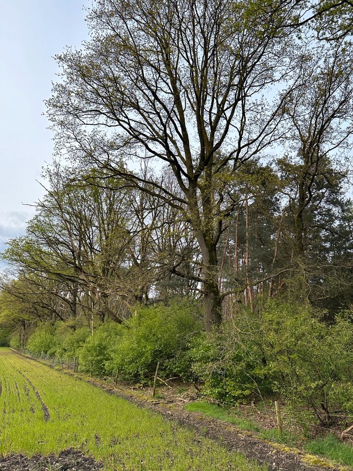2 Hektar Waldgrundstück zwischen Venlo & Roermond in Köln